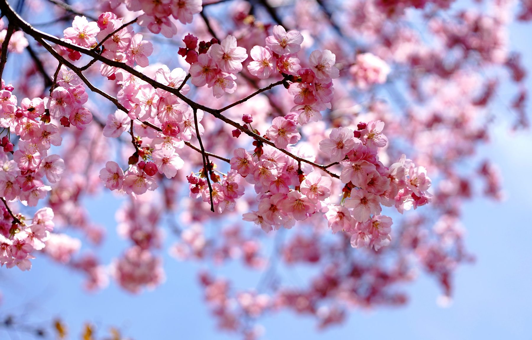 Photo de cerisier en fleur au Japon