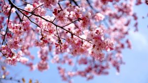 Photo de cerisier en fleur au Japon